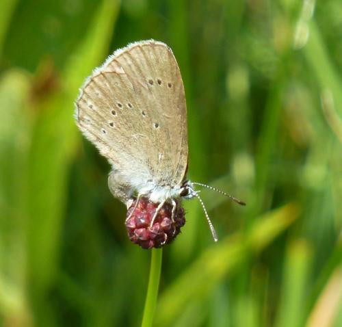 Phengaris teleius